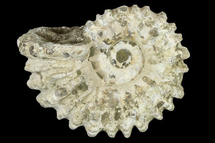 Bumpy Ammonite (Douvilleiceras) Fossil - Madagascar #115594